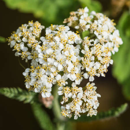 A macro shot of the small blooms of a yarrow plant.