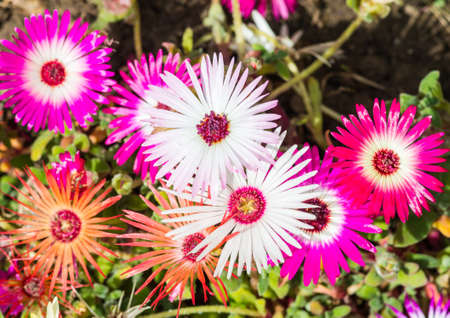 A macro shot of a group of livingstone daisies.の写真素材