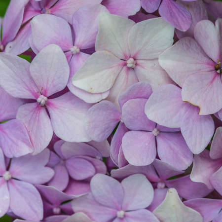 A macro shot of a hydrangea flower head.