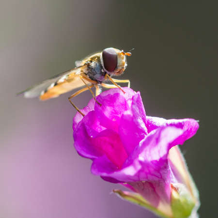 A hoverfly sits atop a great willowherb bloom.