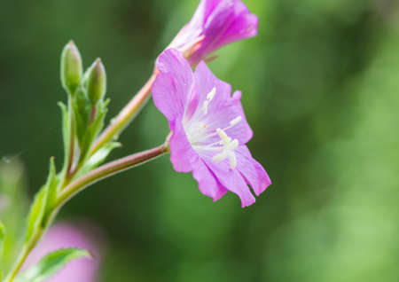 A macro shot of a great willowherb bloom.の写真素材