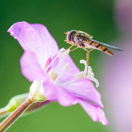 A hoverfly collects pollen from a great willowherb bloom.の写真素材