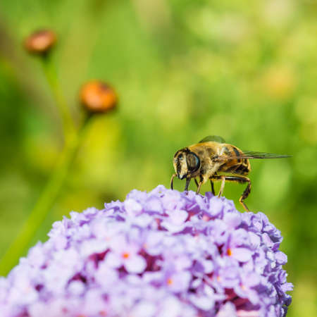 A macro shot of a drone fly collecting pollen from a buddleia bush.の写真素材