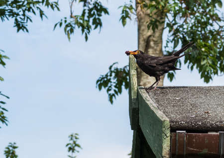 An alert blackbird collects food for the family.