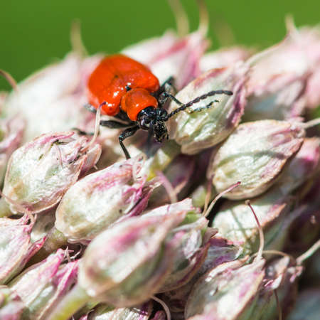 A macro shot of a red lily beetle exploring an allium bloom の写真素材