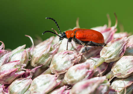 A macro shot of a red lily beetle exploring an allium bloom.