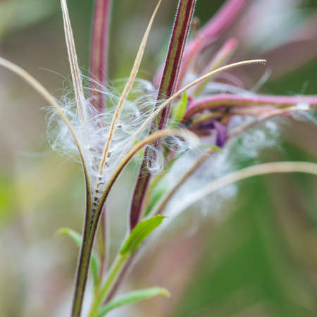 A macro shot of the seed dispersal mechanism of a great willowherb plant.
