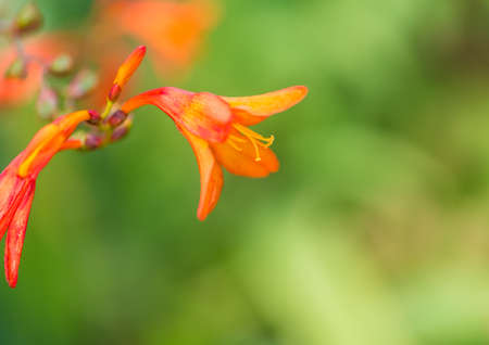A macro shot of a crocosmia bloom.の写真素材