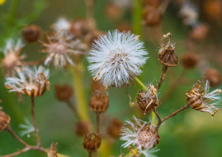 A macro shot of the seed head of a ragwort plant.の写真素材