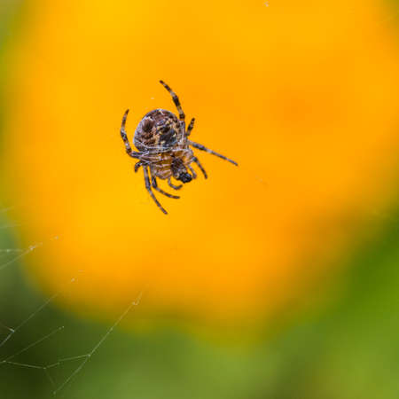 A macro shot of a garden spider wrapping up its prey.