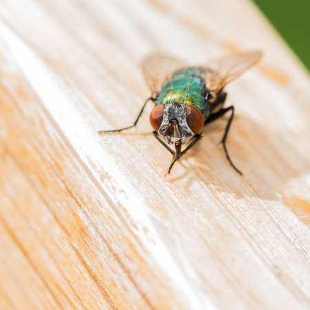 A macro shot of a fly sitting on a wooden seat.の写真素材