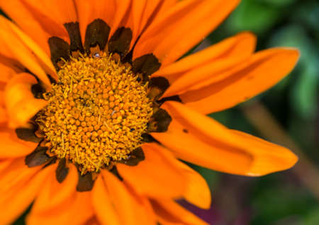 A macro shot of an orange gazania bloom.の写真素材