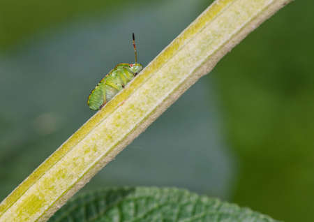 A macro shot of a green shield bug climbing the branch of a buddleia bush.の写真素材
