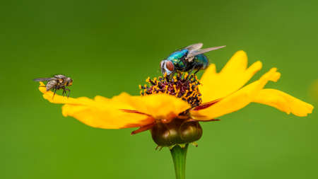 A macro shot of a fly collecting pollen from a plains coreopsis bloom.の写真素材