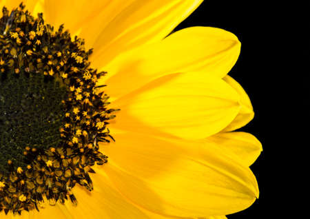 A macro shot of a sunflower bloom.の写真素材