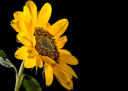 A macro shot of a sunflower bloom shot against a black .の写真素材