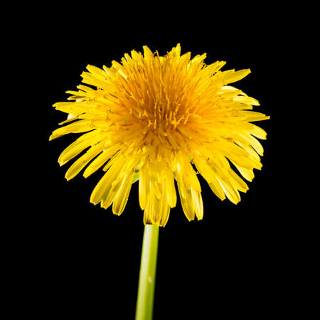 A macro shot of a yellow dandelion bloom shot against a black .の写真素材