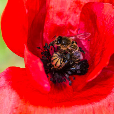 A macro shot of a bee collecting pollen from a bright red poppy.の写真素材