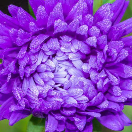 A macro shot of a purple aster that is covered in small dewdrops.の写真素材