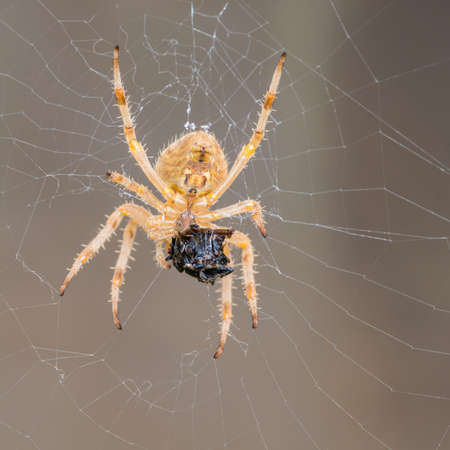 A macro shot of a orb weaver spider tending to its latest catch.の写真素材