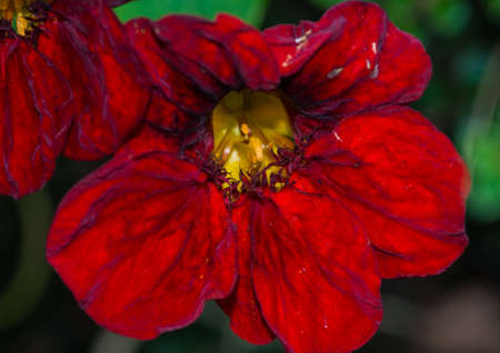 A macro shot of an red nasturtium bloom.の写真素材