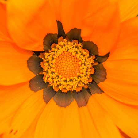 A macro shot of an orange gazania bloom.の写真素材