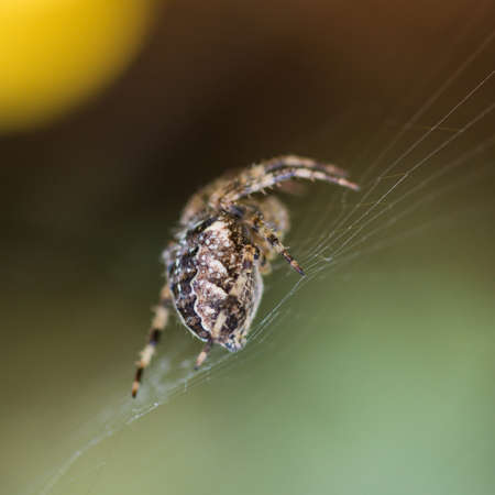 A macro shot of a garden spider.