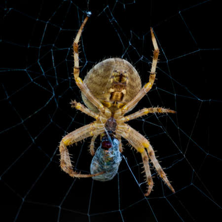 A macro shot of a garden spider wrapping up its prey.の写真素材