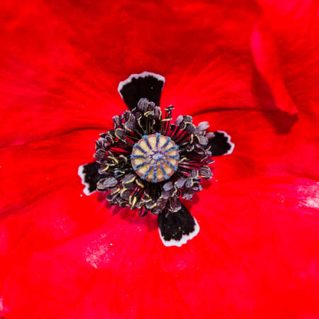 A macro shot of the centre of a red poppy bloom.の写真素材