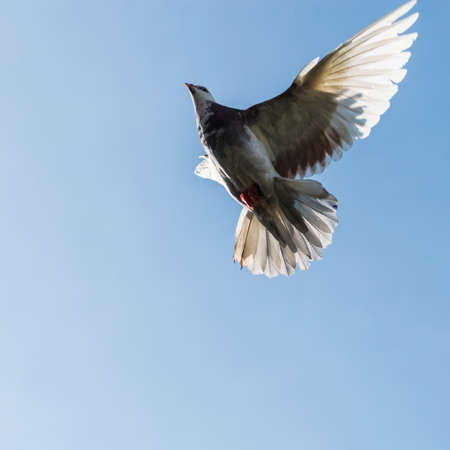 A shot of a flying feral pigeon.の写真素材