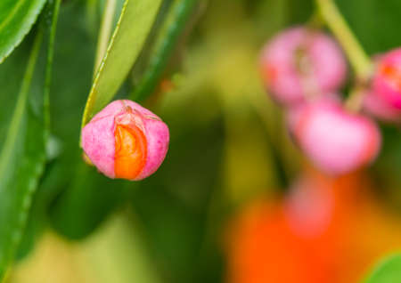 A macro shot of a spindle bush berry.の写真素材