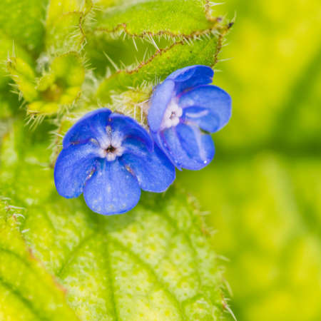 The small blue flowers of a green alkanet plant.の写真素材