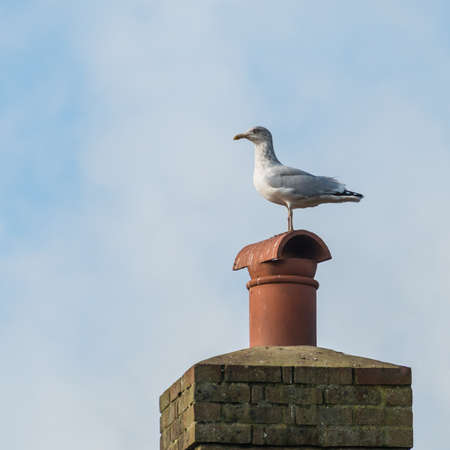 A herring gull sits on a chimney pot.の写真素材