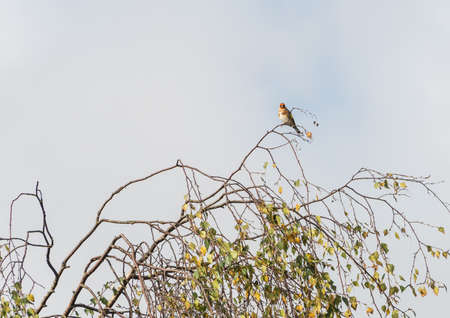 A goldfinch sits in a treetop.の写真素材