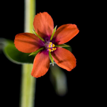 A macro shot of a scarlet pimpernel bloom shot against a black background.の写真素材