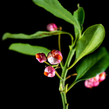 A macro shot of the berries of a spindle bush isolated against a black background.の写真素材