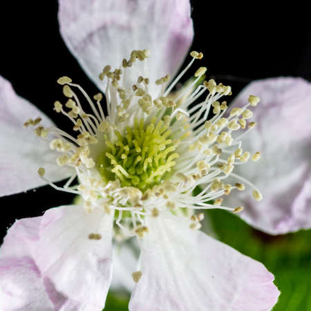 A macro shot of some bramble blossom against a black background.の写真素材