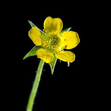 A macro shot of a small yellow weed.の写真素材
