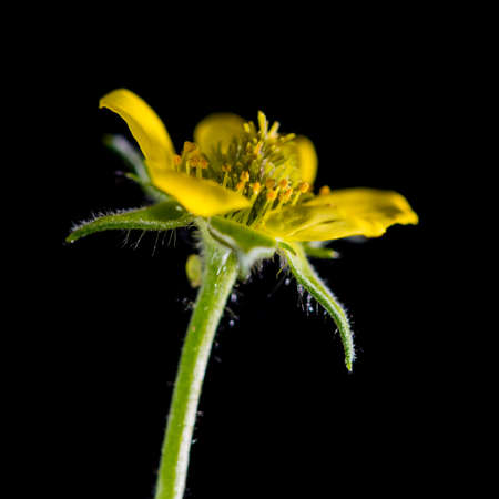 A macro shot of a small yellow weed.の写真素材