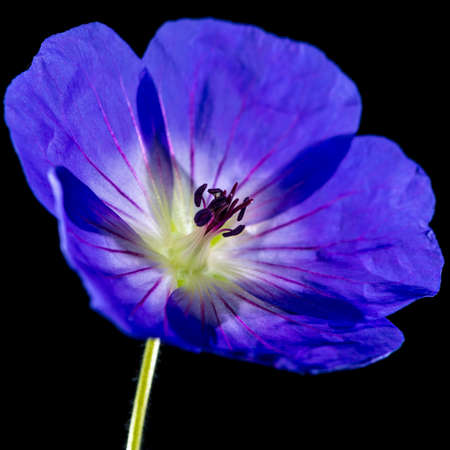 A macro shot of a blue geranium bloom.の写真素材