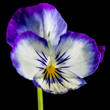 A macro shot of a pretty little viola bloom.