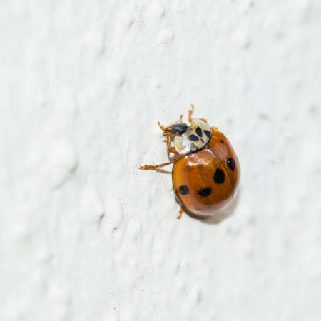 A macro shot of a ladybird climbing up an outside wall.の写真素材