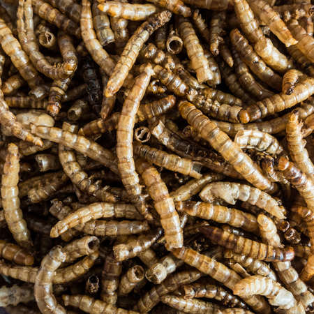 An abstract macro shot of some mealworms.