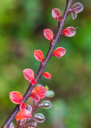 A macro shot of some small cotoneaster bush leaves.
