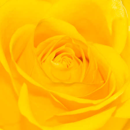 A macro shot of the centre of a yellow rose.の写真素材