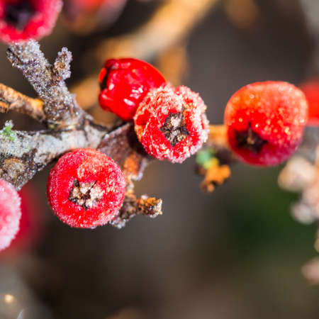A macro shot of some red cotoneaster berries covered in frost.