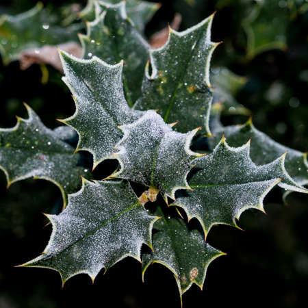 A macro shot of some green holly leaves that have a coating of frost.