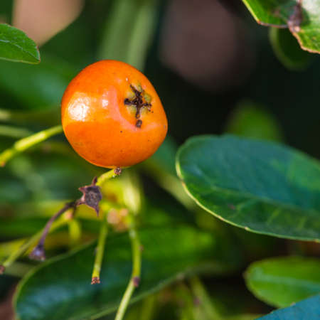 A macro shot of a single remaining orange pyracantha berry,