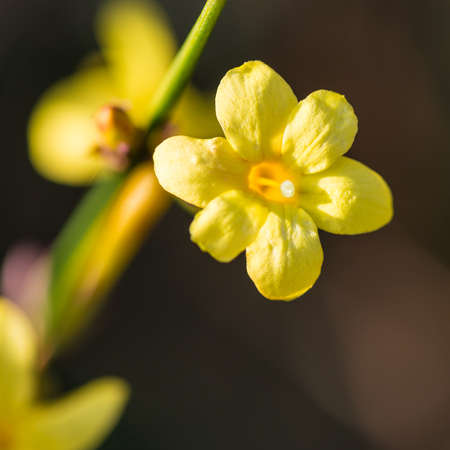 A macro shot of a winter jasmine bloom.の写真素材