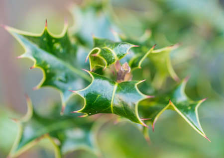 A macro shot of some green holly bush leaves.の写真素材